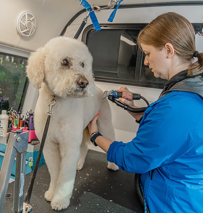 Pet Grooming 101: How Often Should You Have Your Pets Groomed?