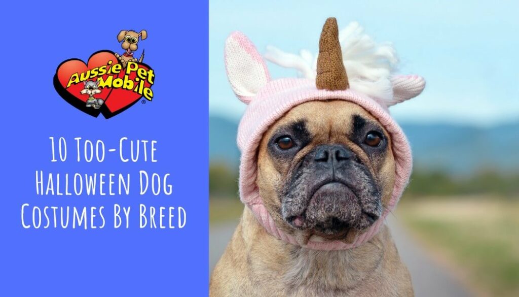 10 Too-Cute Halloween Dog Costumes By Breed Oct 2021