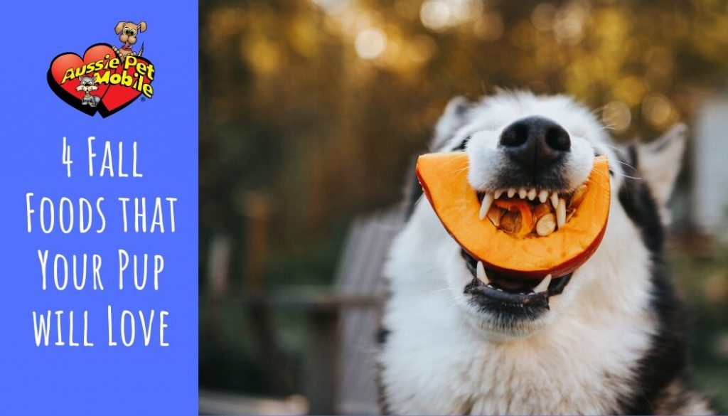 4 Fall Foods that Your Pup will Love