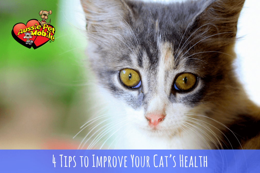 4 Tips to Improve Your Cat’s Health