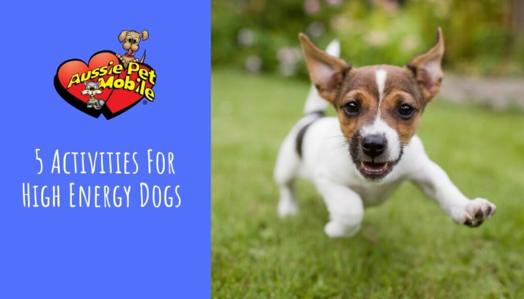 Highest energy hot sale dogs