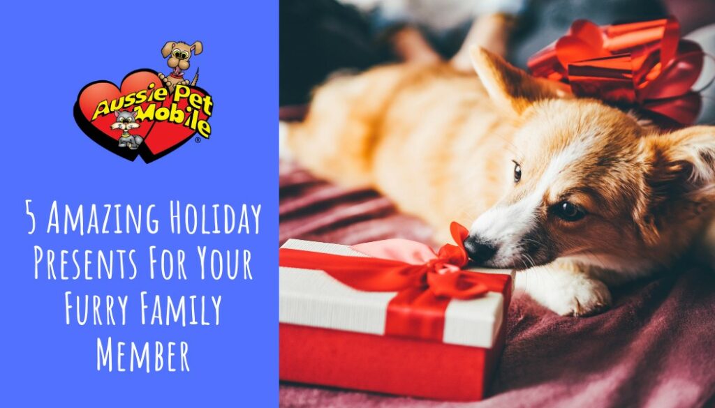 5 Amazing Holiday Presents For Your Furry Family Member - Dec 2021