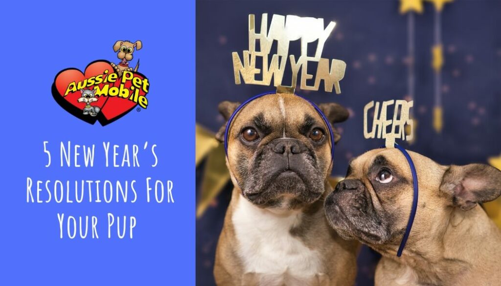 5 New Year’s Resolutions For Your Pup Jan 2022