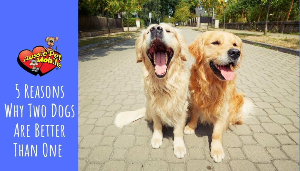 5 Reasons Why Two Dogs Are Better Than One