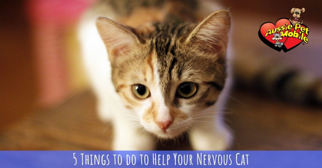 5 Things to do to Help Your Nervous Cat