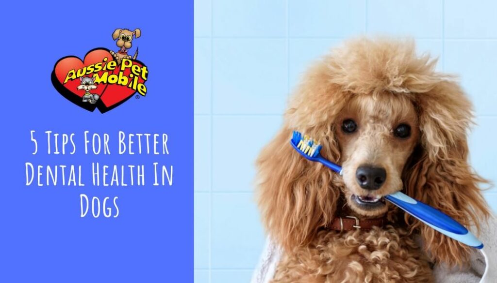 5 Tips For Better Dental Health In Dogs