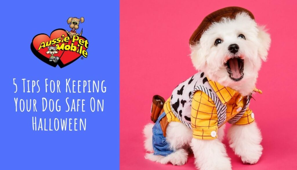 5 Tips For Keeping Your Dog Safe On Halloween Oct 2021
