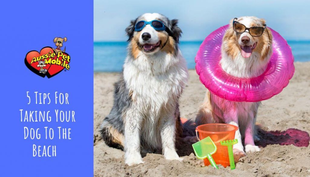 5 Tips For Taking Your Dog To The Beach