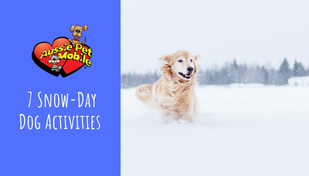 7 Snow-Day Dog Activities Jan 2022