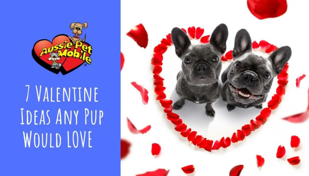 7 Valentine Ideas Any Pup Would LOVE