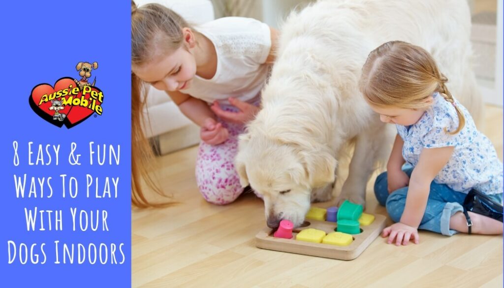 8 Easy & Fun Ways To Play With Your Dogs Indoors