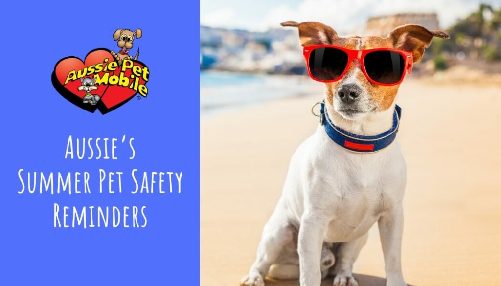 Aussie’s Summer Pet Safety Reminders