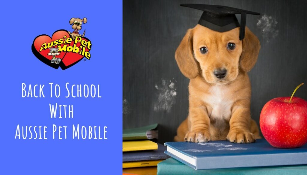 Back To School With Aussie Pet Mobile