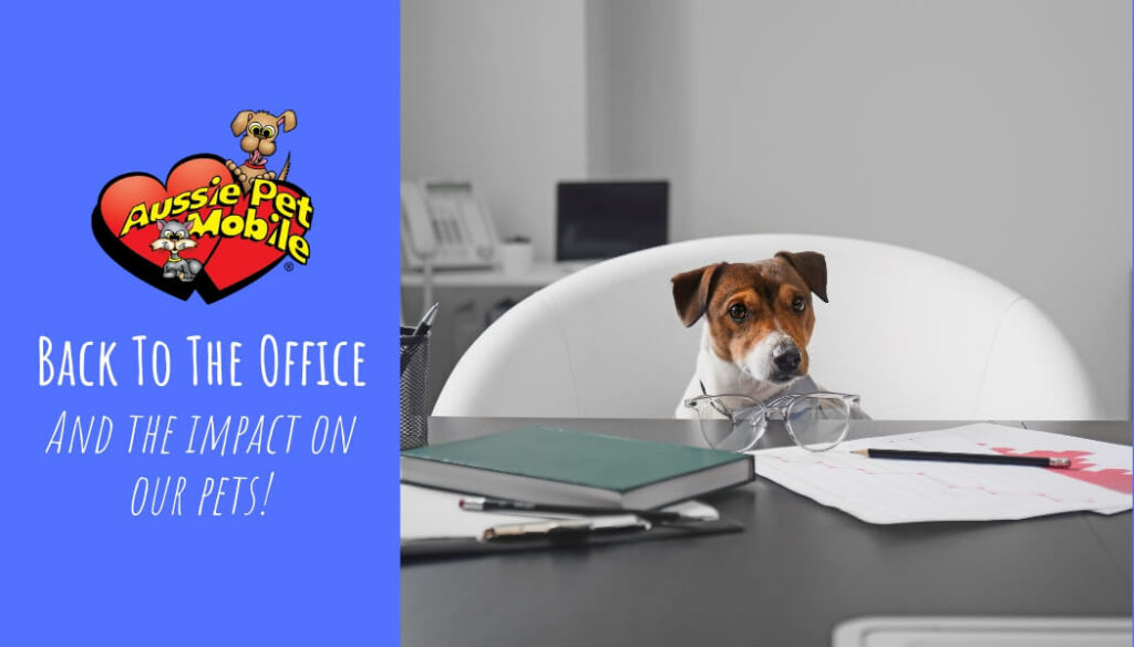 Back To The Office And the impact on our pets
