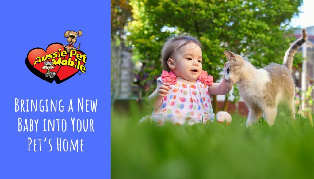 Bringing a New Baby into Your Pet’s Home