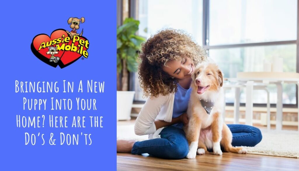 Bringing In A New Puppy Into Your Home Here are the Do’s & Don'ts