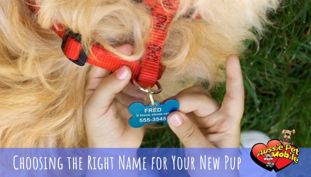 Choosing the Right Name for Your New Pup