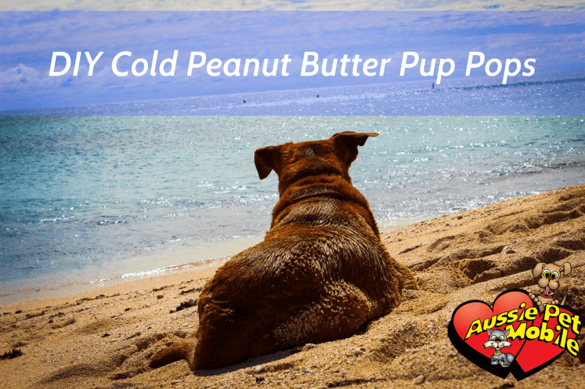 DIY Cold Peanut Butter Pup Pops
