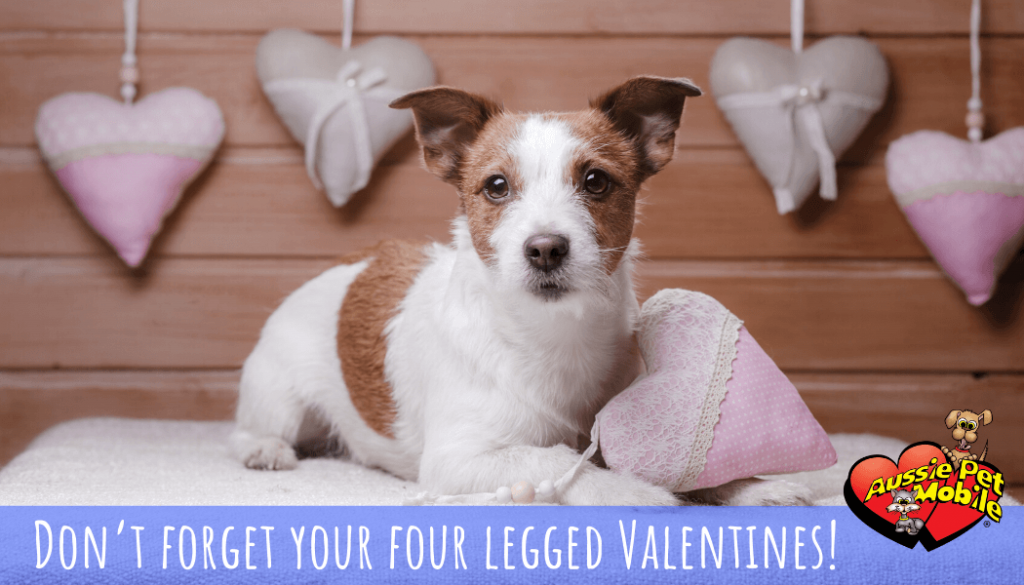 Don’t forget your four legged Valentines!
