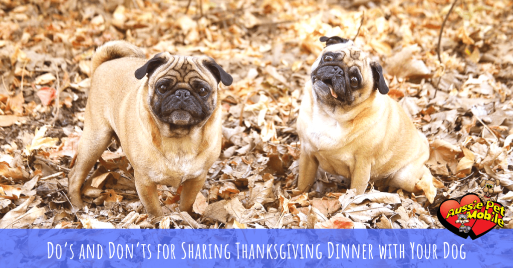 Do’s and Don’ts for Sharing Thanksgiving Dinner with Your Dog