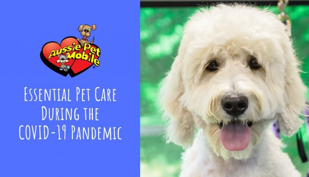 Essential Pet Care During the COVID-19 Pandemic