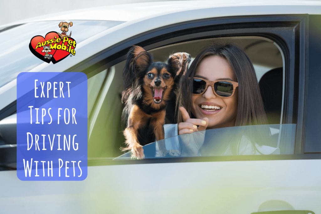 Expert Tips For Driving With Pets