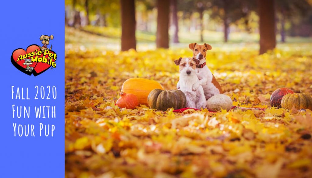 Fall 2020 Fun with Your Pup - Sept 2020