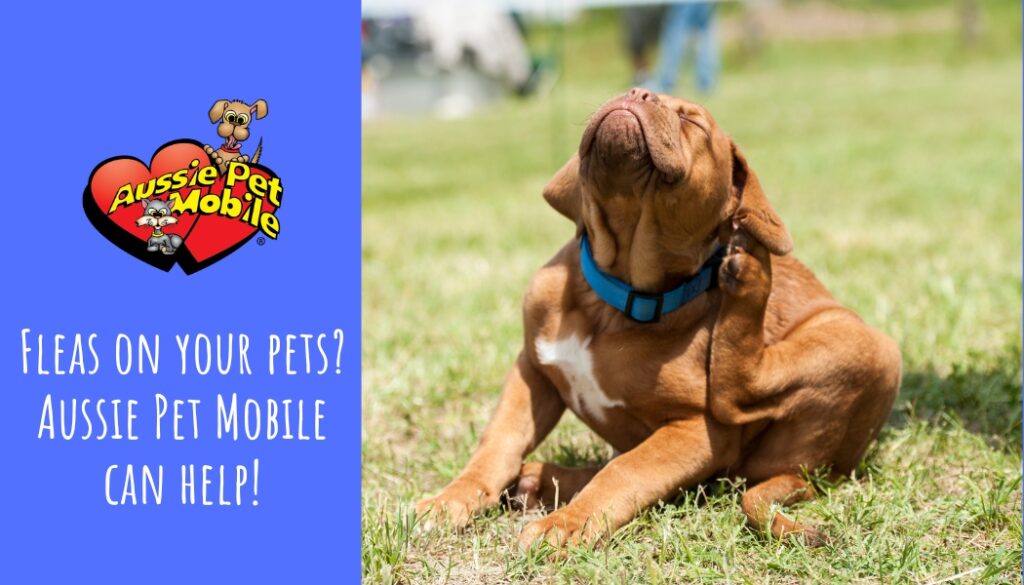 Fleas on Your Pets Aussie Pet Mobile Can Help