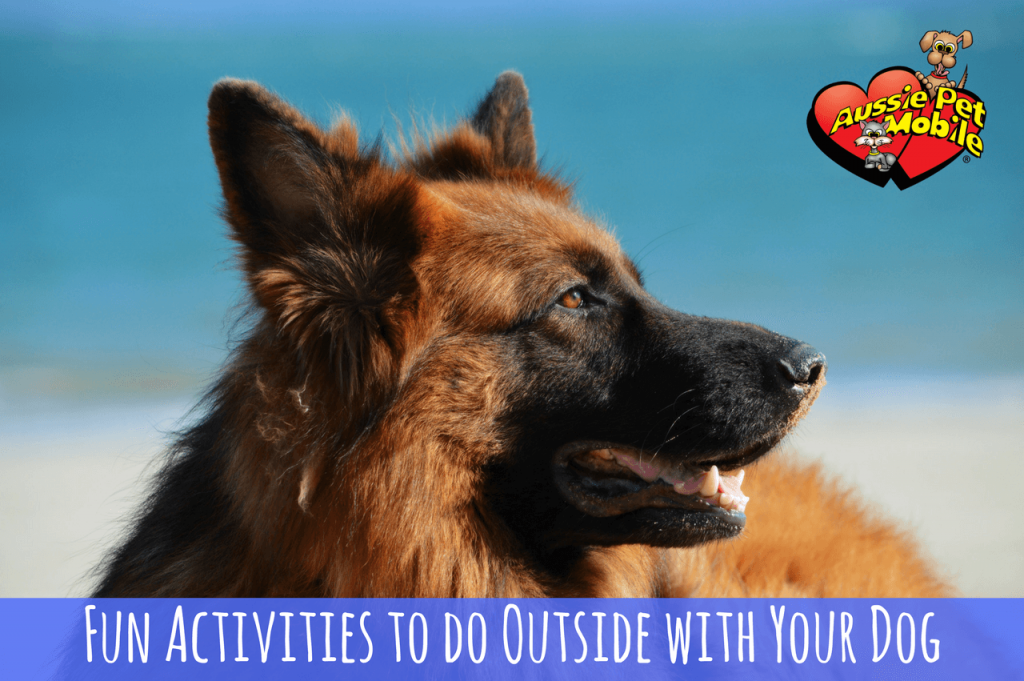 Fun Activities To Do Outside With Your Dog