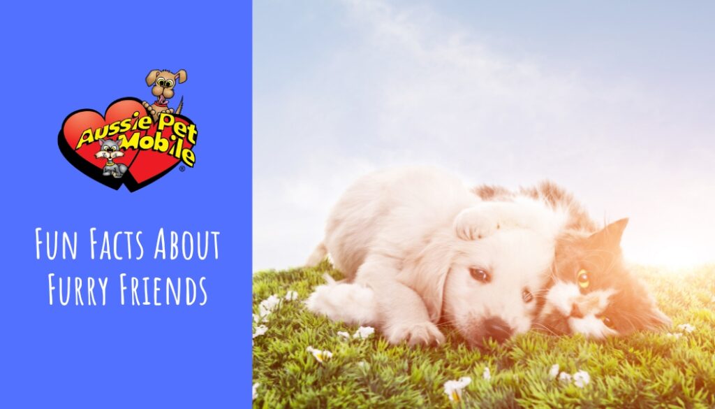 Fun Facts About Our Furry Friends