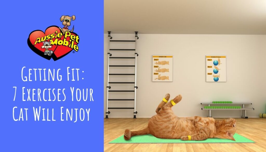 Getting Fit 7 Exercises Your Cat Will Enjoy March 2022