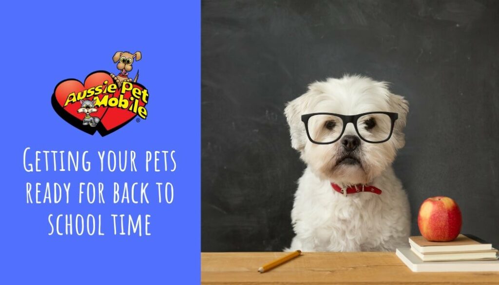 Getting Your Pets Ready for Back-to-School Time-Aug-2021