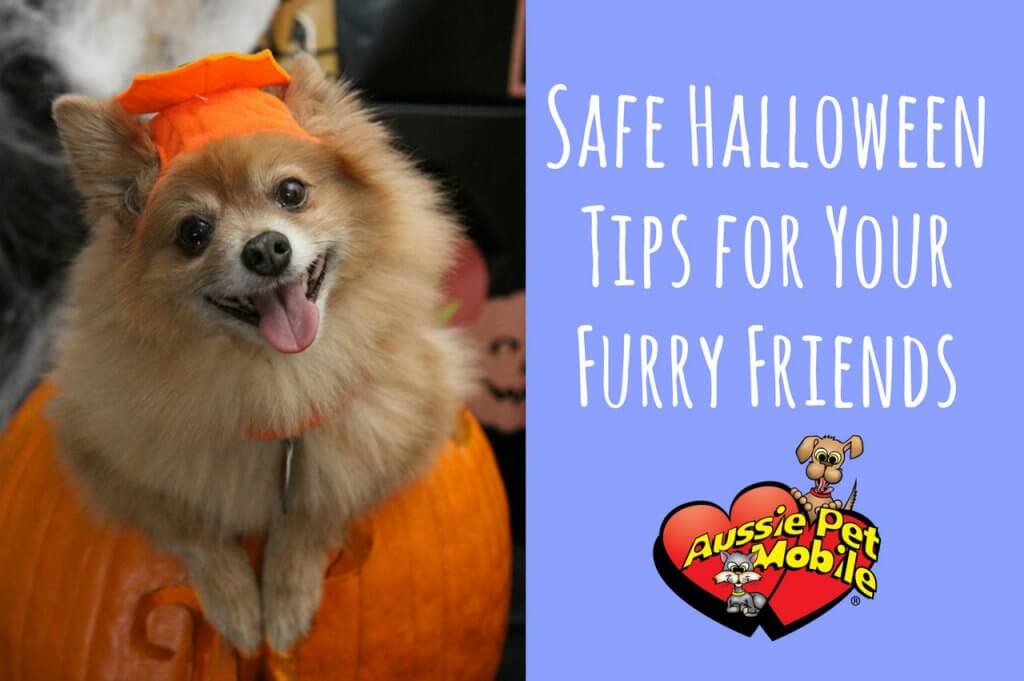 Safe Halloween Tips For Your Furry Friends