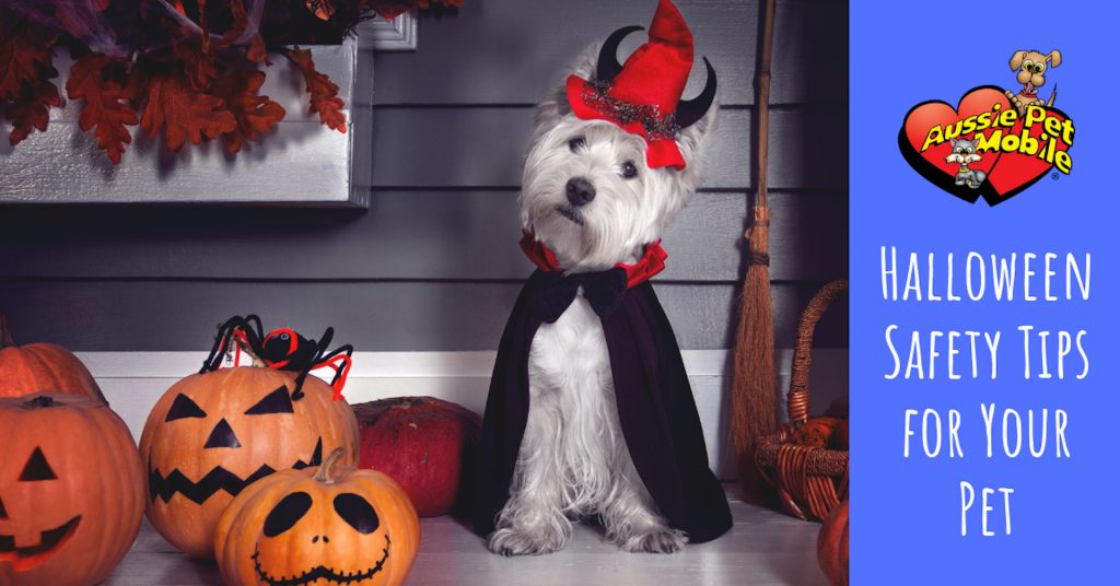 Halloween Safety Tips For Your Pet