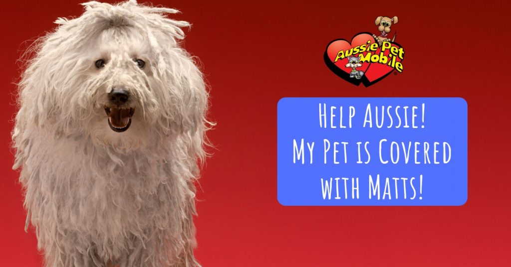 Help Aussie! My Pet is Covered with Matts!