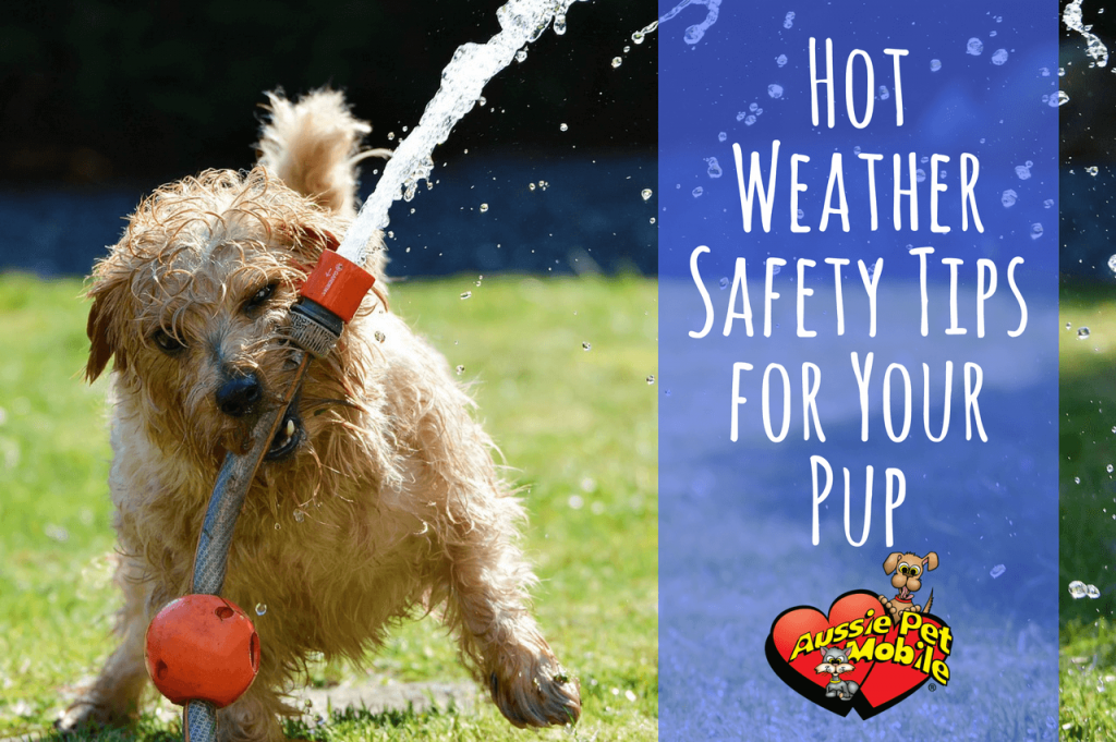 Hot Weather Safety Tips For Your Pup
