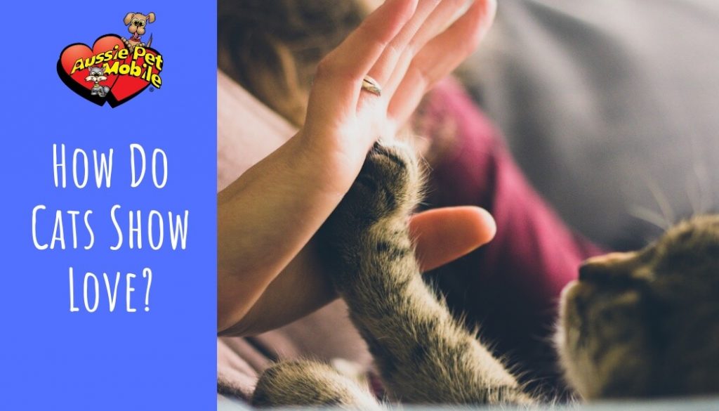 How Do Cats Show Love? Feb 2021