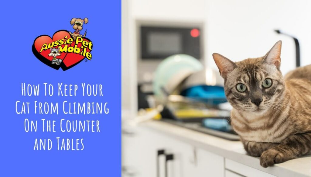 How To Keep Your Cat From Climbing On The Counter and Tables March 2022