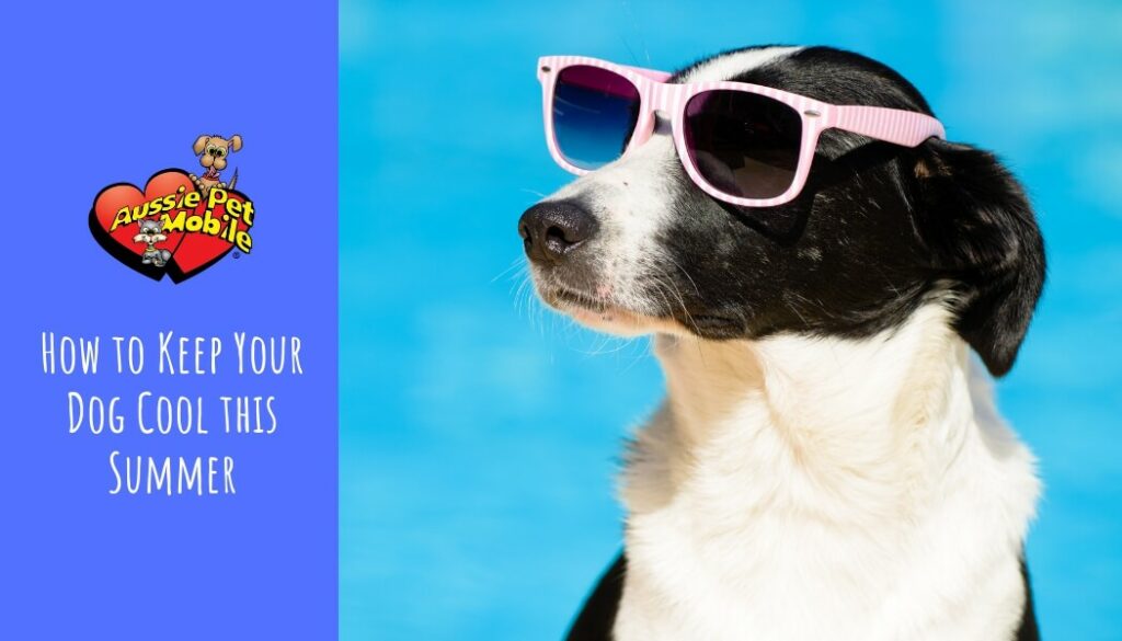 How to Keep Your Dog Cool this Summer