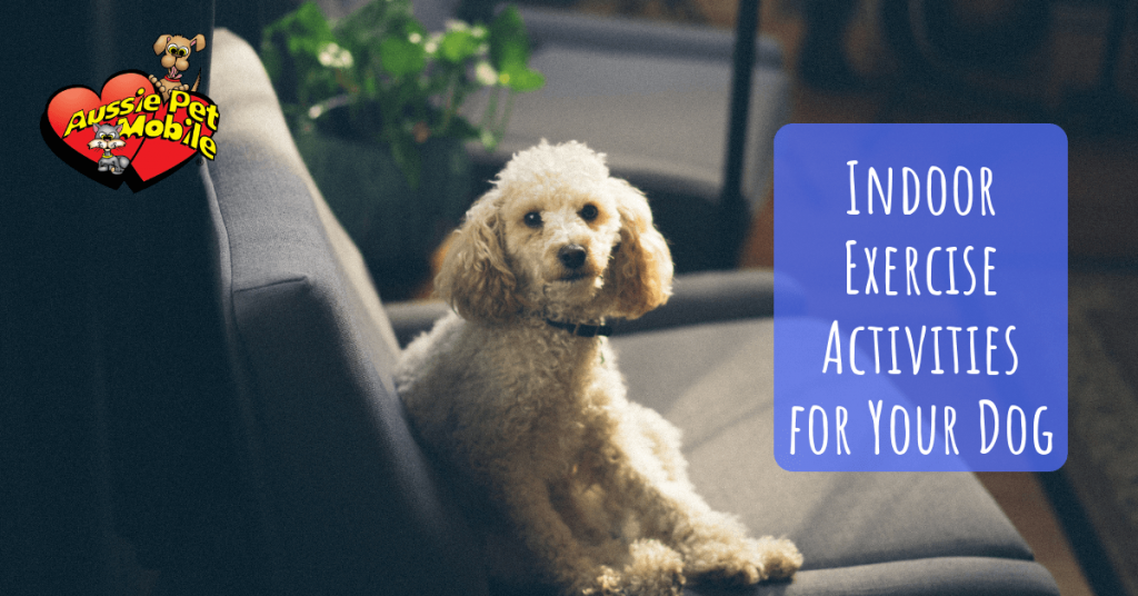 Indoor Exercise Activities for Your Dog