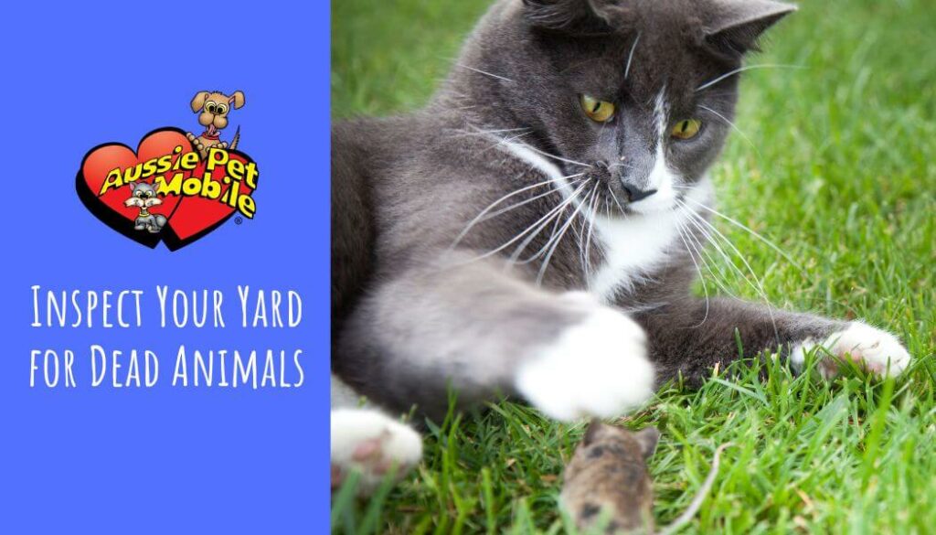 Inspect Your Yard for Dead Animals