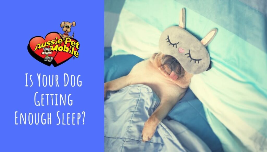 Is Your Dog Getting Enough Sleep Jan 2022