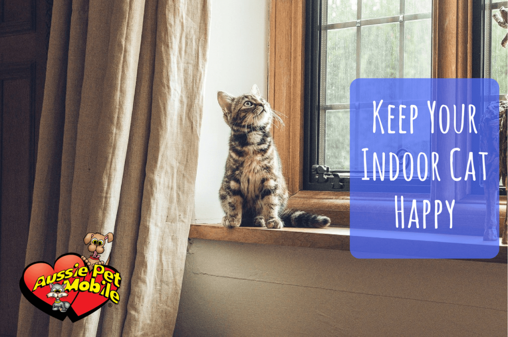 Keep Your Indoor Cat Happy