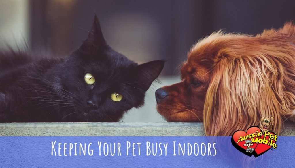 Keeping Your Pet Busy Indoors