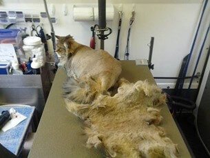 Matted Cat Treatment