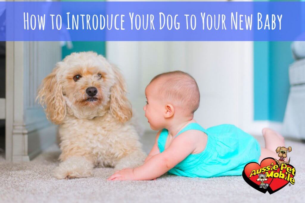 How To Introducte Your Dog To Your New Baby