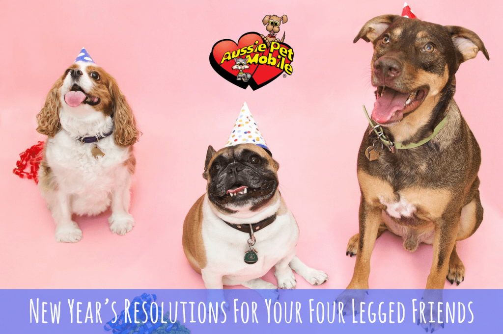 New Year’s Resolutions For Your Four Legged Friends