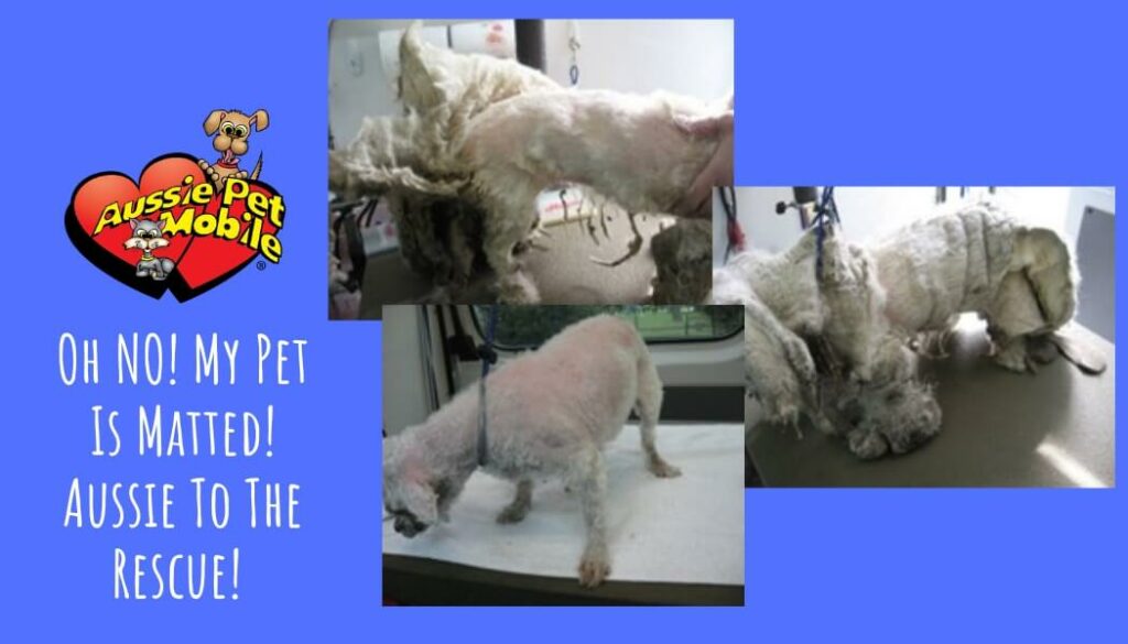 Oh NO! My Pet Is Matted! – Aussie To The Rescue