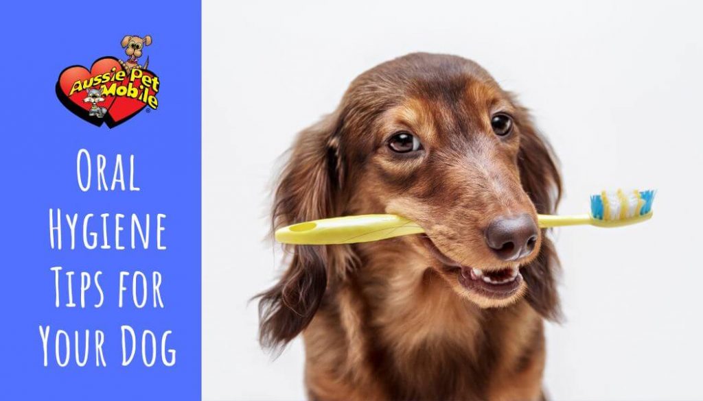 Oral Hygiene Tips for Your Dog
