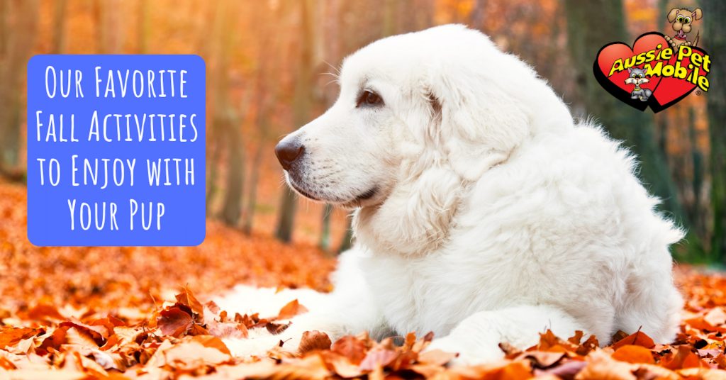 Our Favorite Fall Activities To Enjoy With Your Pup